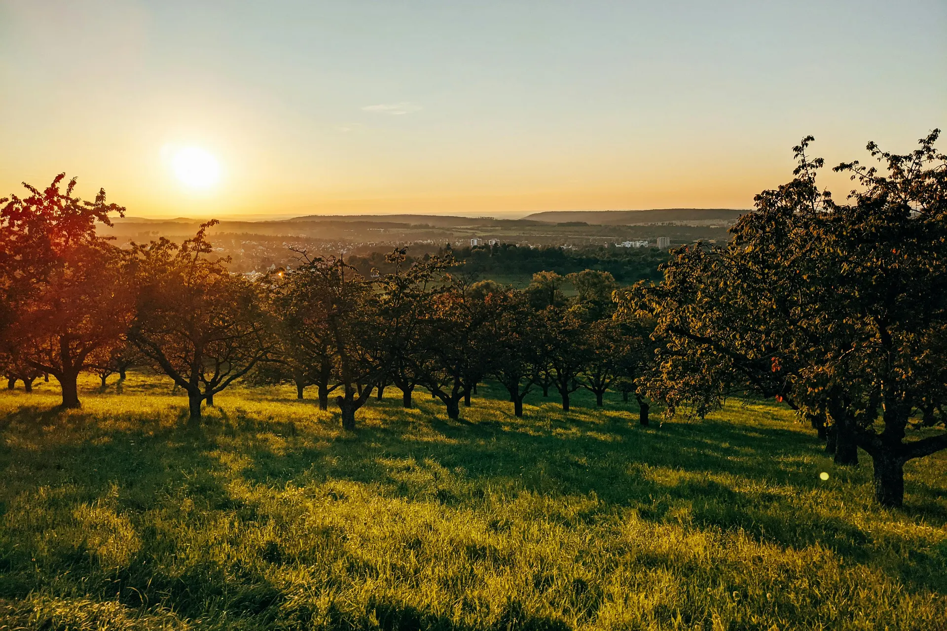Romantischer Spazierweg durch einen österreichischen Obstgarten bei goldener Abendsonne